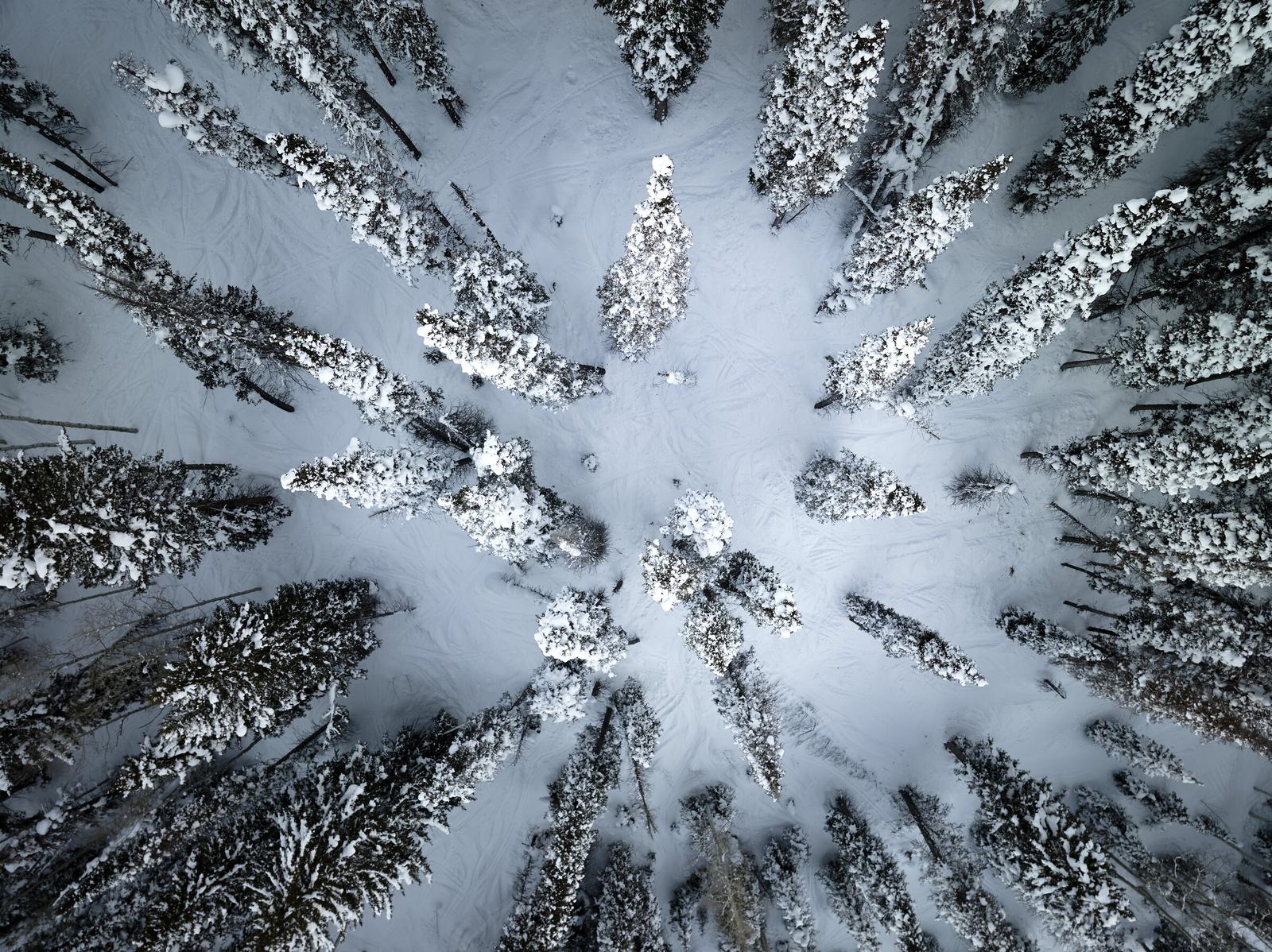Deer Valley, Trees
