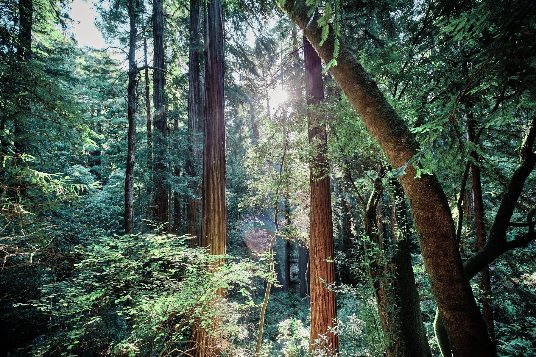 Muir Woods
